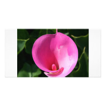 Calla Lily Plantation, Taiwan Custom Photo Card