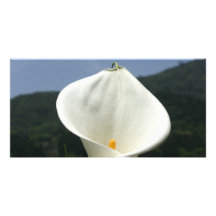 Calla Lily Plantation, Taiwan Custom Photo Card