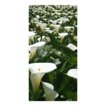 Calla Lily Plantation, Taiwan Photo Greeting Card