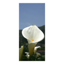 Calla Lily Plantation, Taiwan Rack Cards