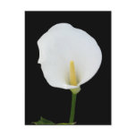 Calla Lily Postcard