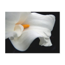 Calla Lily Postcard