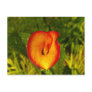 Calla Lily Post Card