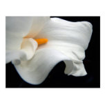 Calla Lily Postcard