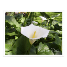 Calla-Lily Postcard