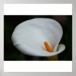 Calla Lily Posters
