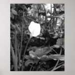 Calla Lily poster