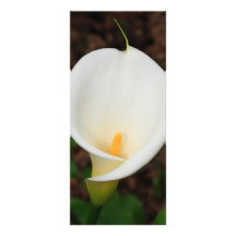 Calla lily rack card design