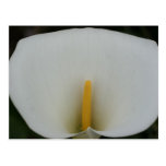 Calla Postcards