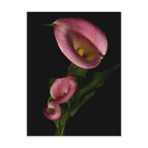 calla trio postcards