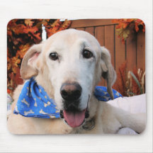 Callahan - Yellow Labrador Photo-5 Mousepads