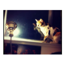 Callie Meowingbutts Contemplates The Lamp Postcard