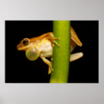 Calling Male Frog Dendropsophus Microcephalus Print
