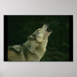 Calling the pack posters