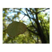 Calme Chartreuse Cartes Postales