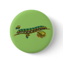 Calocampa vetusta caterpillar