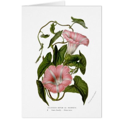 Calystegia sepium var. incarnata greeting card by Botany_Boy