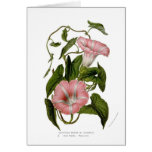 Calystegia sepium var. incarnata cards