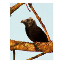 Cambird Postcard