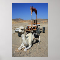 Camel and Cart - Poster