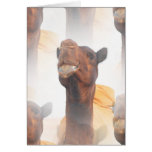 Camel Collage  Greeting Card