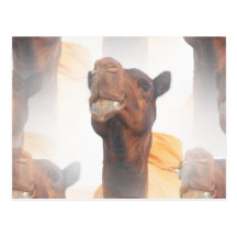 Camel Collage  Postcards