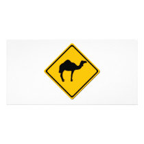 Camel Crossing Photo Card