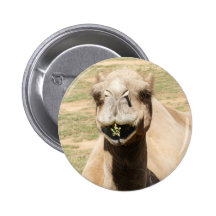 Camel Eating Pinback Buttons