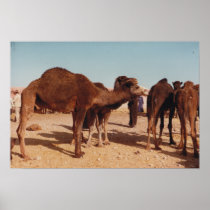 Camel Fair Poster
