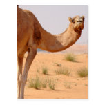 Camel for Arabs Postcard