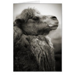 Camel Greeting Card
