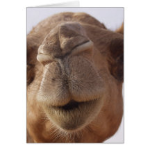 Camel Greeting Card