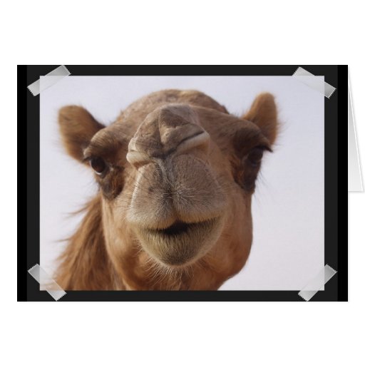 Camel Greeting Card