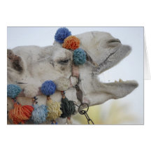 Camel Greeting Cards