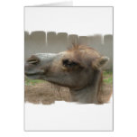 Camel Head  Greeting Card