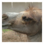 Camel Head  Invitations