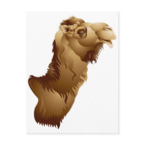 Camel  Head Postcard