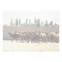 Camel herd in the imitated Ancient Dun Huang City, Personalized Announcement