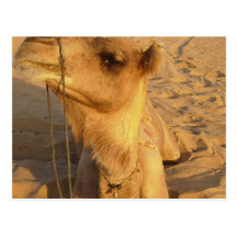 Camel in Desert Postcard