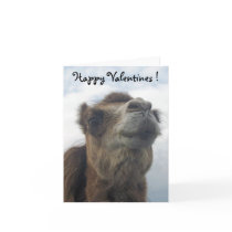 Camel kiss
