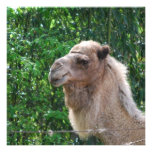 Camel Photo Design Invitations