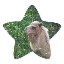 Camel Photo Design Sticker