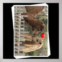 Camel Photograph - Caught in a Kiss Poster