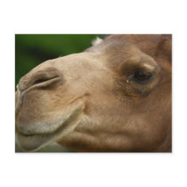 Camel Postcard