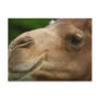 Camel Postcard