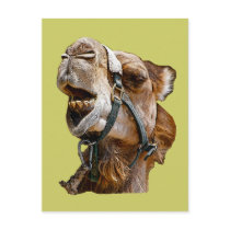 Camel Postcard