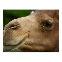 Camel Postcard