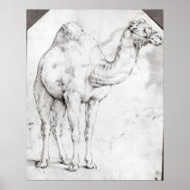 Camel Poster