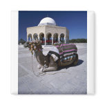 Camel resting in front of dome, Monastir, Tunisia Magnets