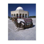 Camel resting in front of dome, Monastir, Tunisia Post Card